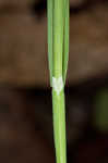 Lined sedge